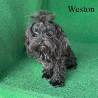 Weston - 4 lbs, a male Havapoo for sale in Nicholls, GA – Photo 4 of 10