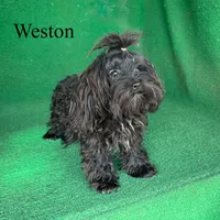 Weston - 4 lbs, a male Havapoo for sale in Nicholls, GA – Photo 6 of 10