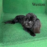 Weston - 4 lbs, a male Havapoo for sale in Nicholls, GA – Photo 5 of 10
