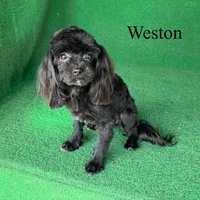 Weston - 4 lbs, a male Havapoo for sale in Nicholls, GA – Photo 9 of 10