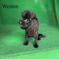 Weston - 4 lbs, a male Havapoo for sale in Nicholls, GA – Photo 2 of 10
