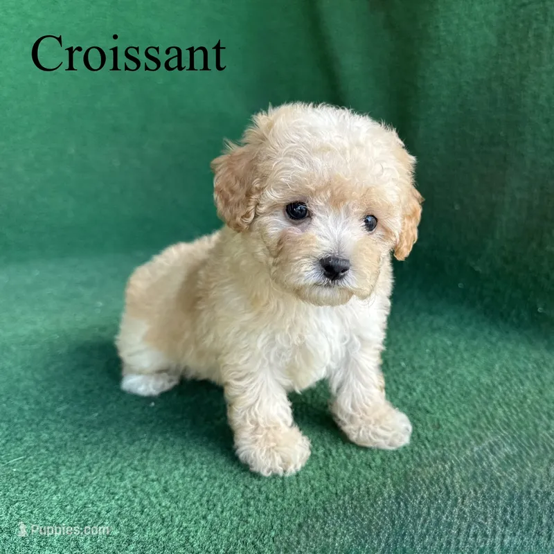Croissant  – Poodle - Toy  puppy for sale in Nicholls, GA