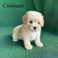 Croissant , a male Poodle - Toy  for sale in Nicholls, GA – 1 of 10