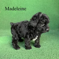 Madeleine , a female Poodle - Toy  for sale in Nicholls, GA – 3 of 10