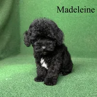 Madeleine , a female Poodle - Toy  for sale in Nicholls, GA – 6 of 10