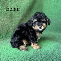 Eclair, a female Poodle - Toy  for sale in Nicholls, GA – 2 of 10