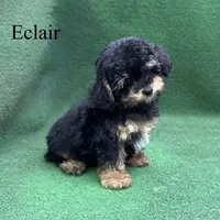 Eclair, a female Poodle - Toy  for sale in Nicholls, GA – 5 of 10