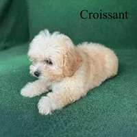 Croissant , a male Poodle - Toy  for sale in Nicholls, GA – 4 of 10