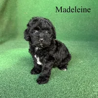 Madeleine , a female Poodle - Toy  for sale in Nicholls, GA – 8 of 10