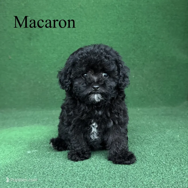 Macaron – Poodle - Toy  puppy for sale in Nicholls, GA