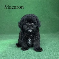 Macaron, a female Poodle - Toy  for sale in Nicholls, GA – 1 of 9