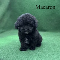 Macaron, a female Poodle - Toy  for sale in Nicholls, GA – 8 of 9