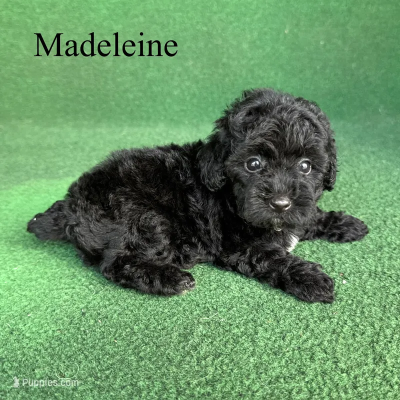 Madeleine  – Poodle - Toy  puppy for sale in Nicholls, GA