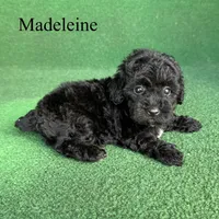 Madeleine , a female Poodle - Toy  for sale in Nicholls, GA – 1 of 10