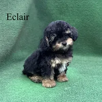 Eclair, a female Poodle - Toy  for sale in Nicholls, GA – 10 of 10