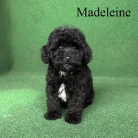Madeleine , a female Poodle - Toy  for sale in Nicholls, GA – 3 of 10