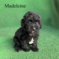 Madeleine , a female Poodle - Toy  for sale in Nicholls, GA – 6 of 10