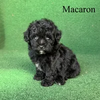 Macaron, a female Poodle - Toy  for sale in Nicholls, GA – 4 of 10