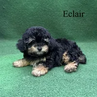 Eclair, a female Poodle - Toy  for sale in Nicholls, GA – 9 of 10