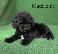 Madeleine , a female Poodle - Toy  for sale in Nicholls, GA – 5 of 10