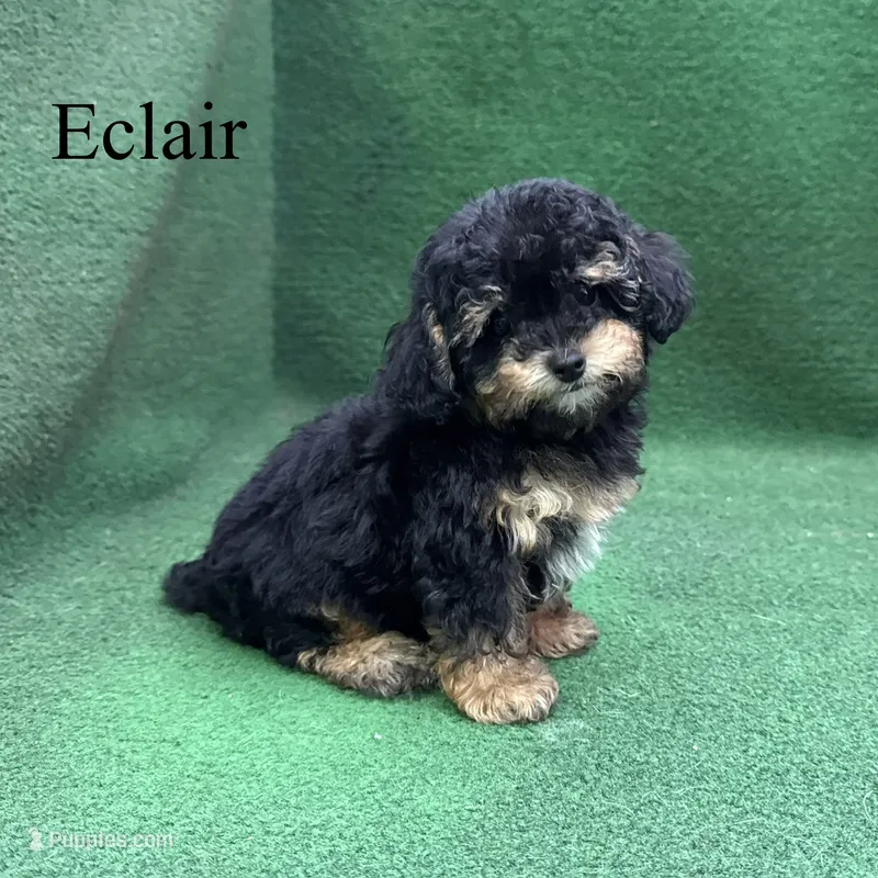 Eclair – Poodle - Toy  puppy for sale in Nicholls, GA