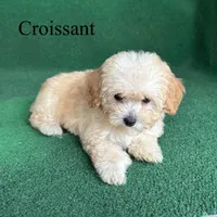 Croissant , a male Poodle - Toy  for sale in Nicholls, GA – 7 of 10