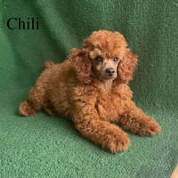 Chili, a male Poodle - Miniature  for sale in Nicholls, GA – Photo 3 of 10