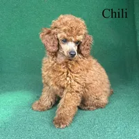 Chili, a male Poodle - Miniature  for sale in Nicholls, GA – Photo 6 of 10