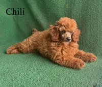 Chili, a male Poodle - Miniature  for sale in Nicholls, GA – Photo 5 of 10