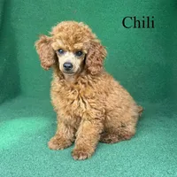 Chili, a male Poodle - Miniature  for sale in Nicholls, GA – Photo 4 of 10