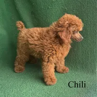 Chili, a male Poodle - Miniature  for sale in Nicholls, GA – Photo 8 of 10