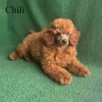 Chili, a male Poodle - Miniature  for sale in Nicholls, GA – Photo 7 of 10