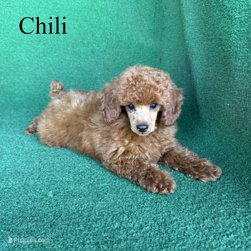 Chili