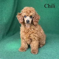 Chili, a male Poodle - Miniature  for sale in Nicholls, GA – Photo 10 of 10