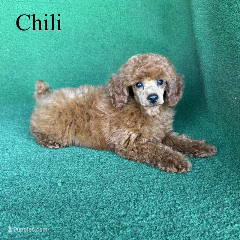 Chili