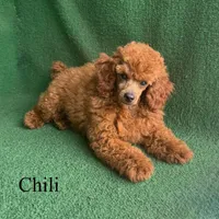 Chili, a male Poodle - Miniature  for sale in Nicholls, GA – Photo 1 of 10