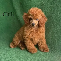 Chili, a male Poodle - Miniature  for sale in Nicholls, GA – Photo 2 of 10