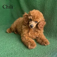 Chili, a male Poodle - Miniature  for sale in Nicholls, GA – Photo 9 of 10