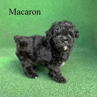 Macaron, a female Poodle - Toy  for sale in Nicholls, GA – 6 of 10