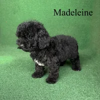 Madeleine , a female Poodle - Toy  for sale in Nicholls, GA – 9 of 10