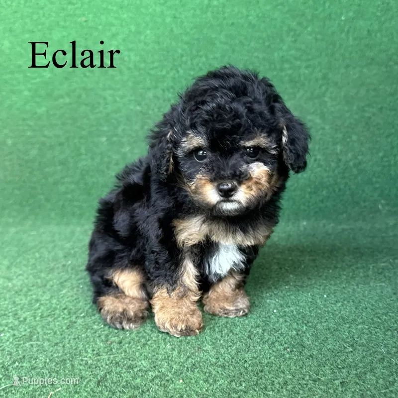 Eclair – Poodle - Toy  puppy for sale in Nicholls, GA