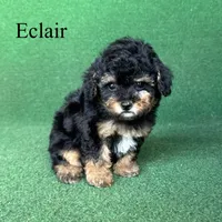 Eclair, a female Poodle - Toy  for sale in Nicholls, GA – 4 of 10