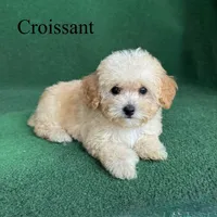 Croissant , a male Poodle - Toy  for sale in Nicholls, GA – 2 of 10