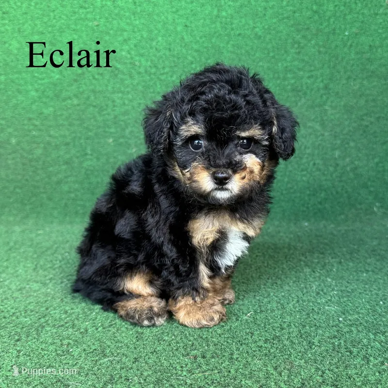 Eclair – Poodle - Toy  puppy for sale in Nicholls, GA
