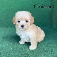 Croissant , a male Poodle - Toy  for sale in Nicholls, GA – 2 of 10