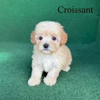 Croissant , a male Poodle - Toy  for sale in Nicholls, GA – 4 of 10