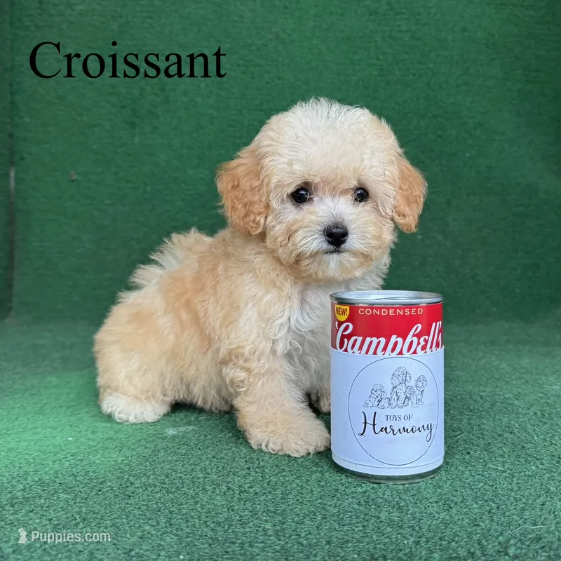Croissant  – Poodle - Toy  puppy for sale in Nicholls, GA