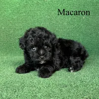 Macaron, a female Poodle - Toy  for sale in Nicholls, GA – 5 of 10