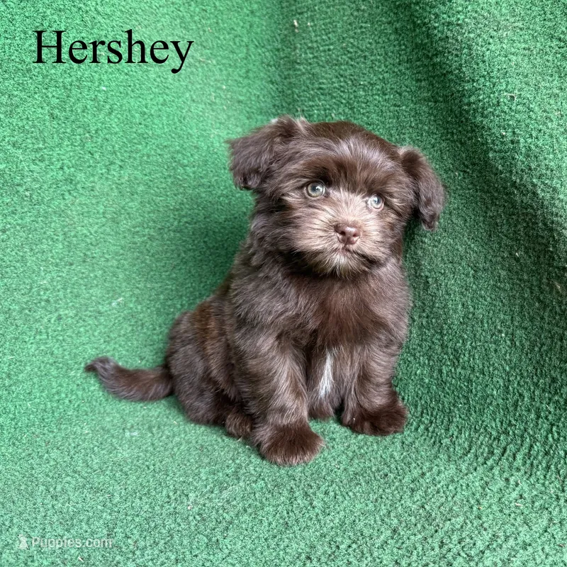Hershey