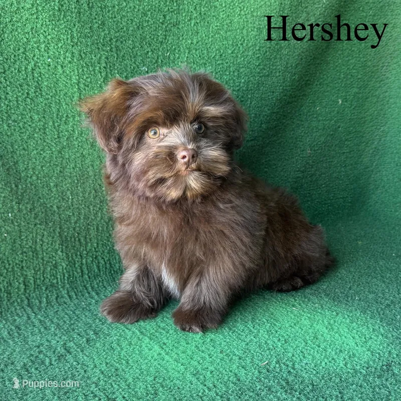 Hershey